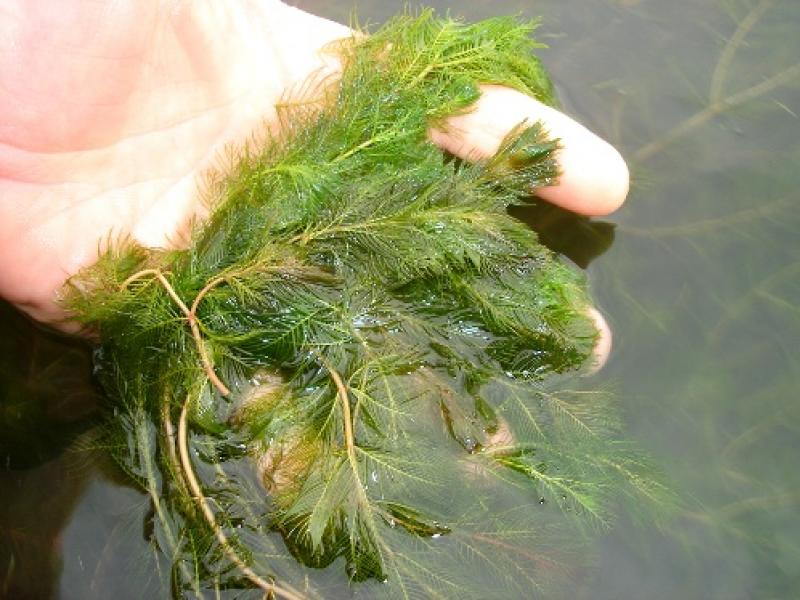 Eurasian Watermilfoil | Outdoor Alabama